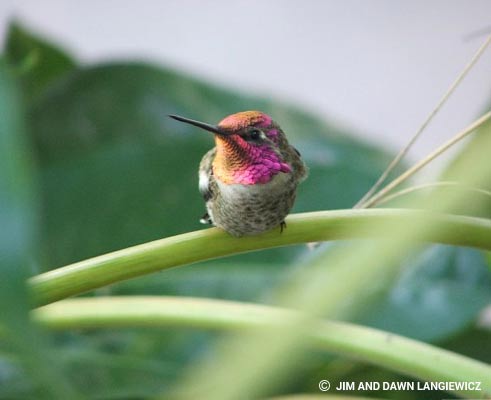 Hummingbird Articles