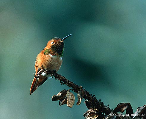 Hummingbird Links
